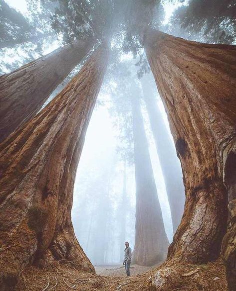 Gigantic trees, or miniature human? - Imgur Weird Trees, Sequoia Tree, Kings Canyon National Park, Giant Tree, Redwood Tree, Kings Canyon, Ancient Tree, Sequoia National Park, Tall Trees