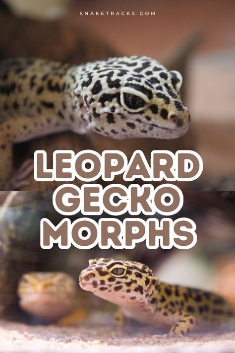 34 Leopard Gecko Morphs You are Going to Love. Leopard geckos are known for their docile and hardy nature. These reptiles are docile and hardy nature, easy to care for and don’t require any special care. This makes them popular pets. #geckos Cute Animal Videos Funny, Pet Gecko, Leopard Gecko Cute, Gecko Morphs, Leopard Gecko Habitat, Leopard Gecko Morphs, Leopard Gecko Care, Cute Animal Pfp, Gecko Habitat