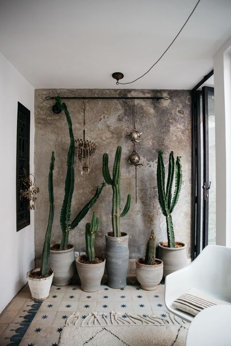 Plant Decor Indoor, House Plants Decor, Style Deco, Cactus Garden, Plant Decor, Marrakech, Cactus Plants, Cozy House, Interior Inspiration