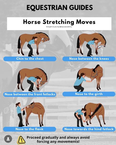 Ground Work For Horses, Horse Training Ground Work, Horse Care Tips, Cute Horse Pictures, Horse Health, Cute Horses, Horse Training, Horse Care, Show Jumping