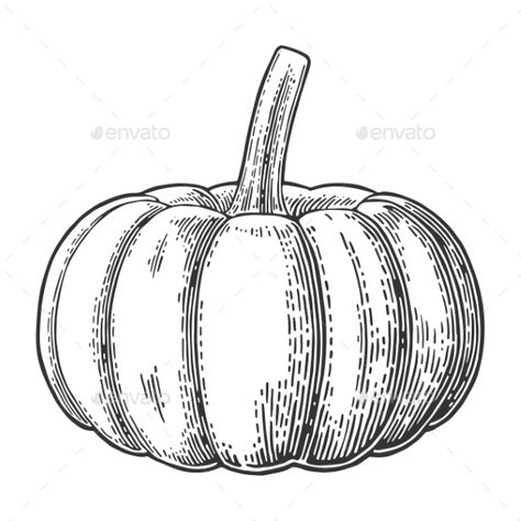 Pumpkin Sketch, Side View Drawing, Pumpkin Tattoo, Fall Drawings, Pumpkin Drawing, Pumpkin Pictures, Halloween Craft Projects, Pumpkin Illustration, Pumpkin Vector