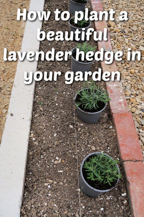 Lavender Planting Landscaping, Lavender In Planters, Lavender Around Tree, Lavender In Front Of House, Front Garden Borders, Lavender Plants Landscaping Front Yard, Lavender Container Garden, Lavender Flower Bed Ideas, Lavender Garden Design