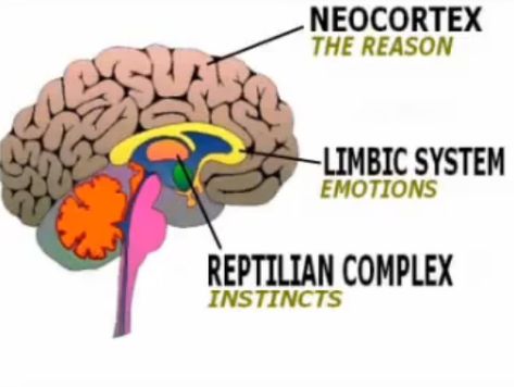 Why you should stop interrupting your prospects The Brain For Kids, Triune Brain, Lizard Brain, Reptilian Brain, Brain Images, Psychology Studies, Brain Structure, Brain Facts, Limbic System