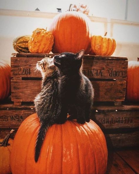 A Black Cat, Cat Halloween, Cat Tattoo, A Pumpkin, A Cat, A Black, Pumpkins, Black Cat, Halloween