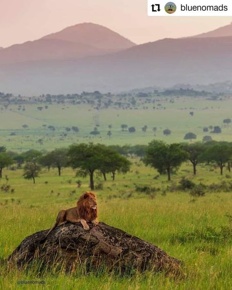 Breathtaking featured... - Predators in African Savannah | Facebook Rock Nature, Uganda Africa, African Savannah, African Travel, Mountain Gorilla, Exotic Animals, Africa Safari, Out Of Africa, A Lion