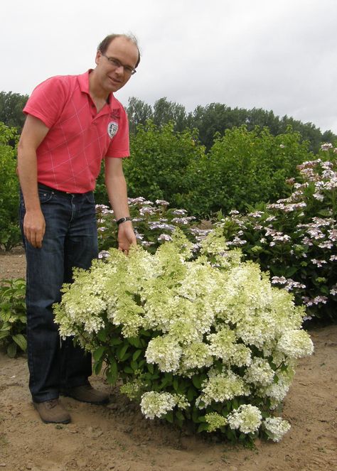 Bobo hydrangea for front landscape. Max height 36" Bobo Hydrangea, Deer Proof Plants, Hardy Hydrangea, Rose Fertilizer, Flower Structure, Shade Shrubs, Panicle Hydrangea, Hydrangea Bloom, Oakleaf Hydrangea