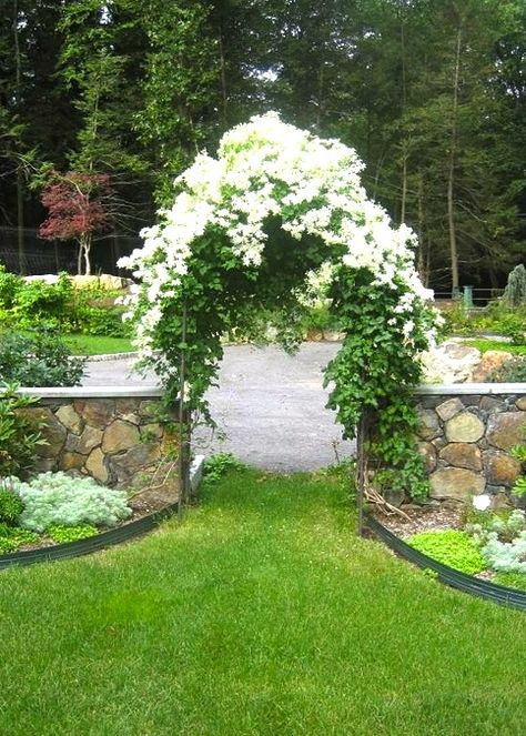 Climbing hydrangea (I think!) on arbor. Botanical name and growing advice on another pin in this board. Clematis Paniculata, Sweet Autumn Clematis, Autumn Clematis, Evergreen Vines, Flowers Growing, Garden Vines, Meteor Garden 2018, Garden Arbor, Magic Garden