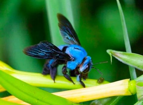 Blue carpenter bee (Xylocopa caerulea). Photo: @naturas_beauty, Instagram. Blue bees are a sight to behold. Learn about blue bee species, including the blue orchard bee, blue orchard mason bee (Osmia lignaria), blue calamintha bee (Osmia calaminthae), blue-banded bee (Amegilla cingulate) and blue carpenter bee (Xylocopa caerulea) on UniGuide. #bluebee #bluebees #bees #carpenterbees #endanagered #florida #rare #pollinators Blue Orchard Mason Bees, Blue Banded Bee, Bees Facts, Blue Carpenter Bee, Bee Photos, Bee Species, Insect Photos, Solitary Bees, Mason Bees