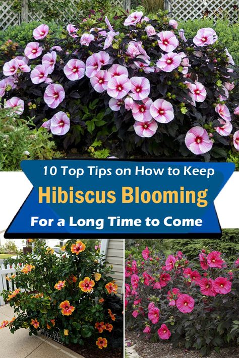 Want to know the secrets of How to Keep Hibiscus Blooming? Here are the top tips that will help you to keep it flowering all the time! How To Propagate Hibiscus Plant, How To Keep A Hibiscus Over Winter, How To Overwinter Hibiscus, Overwintering Hibiscus, Hibiscus Blooming, How To Harvest Hibiscus Seeds, Hibiscus Care, Flower Planting Guide, Growing Hibiscus