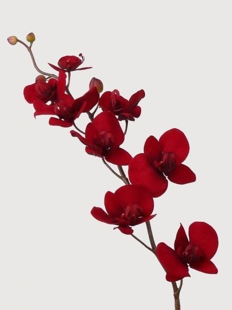 Red Orchids Flower, Red Orchid Tattoo, Red Flowers Png, Red Flowers Aesthetic, Orchid Background, White Phalaenopsis Orchid, Orchid Wallpaper, Wedding Background Wallpaper, Red Orchid