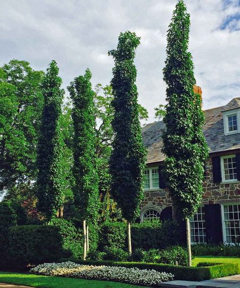 'Slender Silhouette' Sweetgum (Liquidambar styracuflua 'Slender Silhouette') is an excellent columnar form that also provide fall color. Canopy Trees, Italian Cypress Trees, Trees For Front Yard, Leyland Cypress, Italian Cypress, Patio Trees, Columnar Trees, Best Landscape, Plant Information