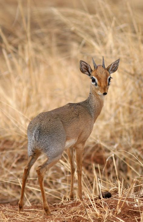 Dik-dik African Antelope, Dik Dik, Small Deer, Africa Wildlife, Tanzania Africa, Airbrush Art, African Wildlife, African Animals, Wildlife Animals