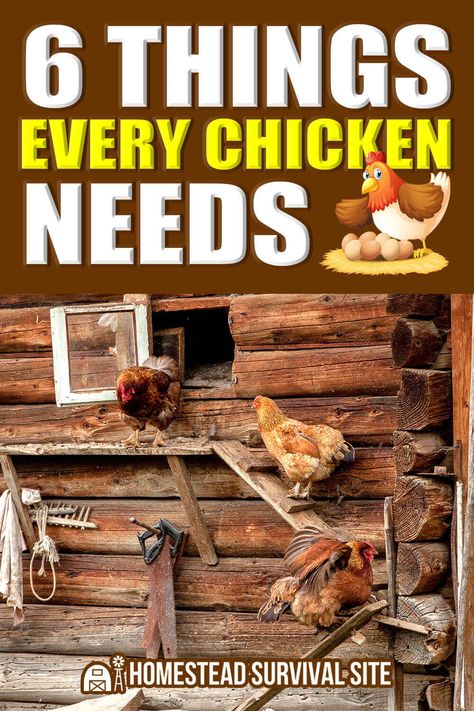 Getting Chickens, Homestead Lifestyle, Chicken Diet, Chicken Feathers, Domestic Animals, Homestead Survival, Emergency Prepping, Healthy And Happy, Hobby Farms