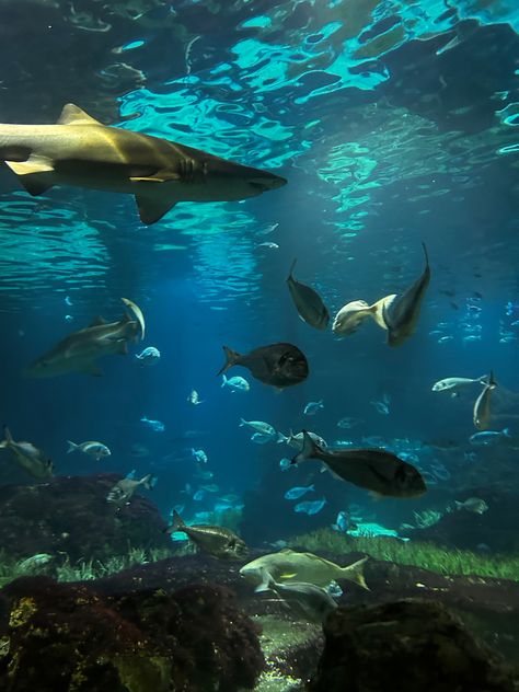 Sharks In Aquariums, Toronto Aquarium, Shark Aquarium, Jay Core, Water Scenery, Cleo Sertori, Ocean Marine Life, Mexico Aesthetic, Ocean Aquarium