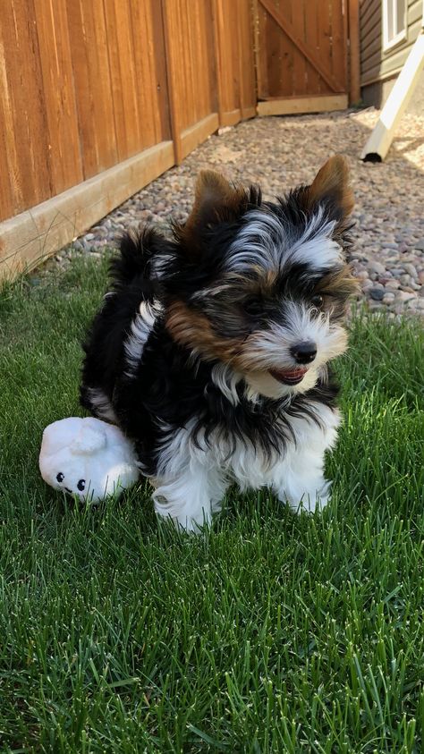 Biewer Terrier Puppies, Biewer Terrier Haircut, York Terrier, Parti Yorkie, Cutest Small Dog Breeds, Hypoallergenic Puppies, Biewer Terrier, Biewer Yorkie, Maltipoo Dog