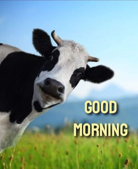 Funny Cow Wallpaper, Cow Images, Good Morning Animals, Cow Wallpaper, Team Motivation, Morning Memes, Good Morning Post, Funny Cow, Cow Pictures