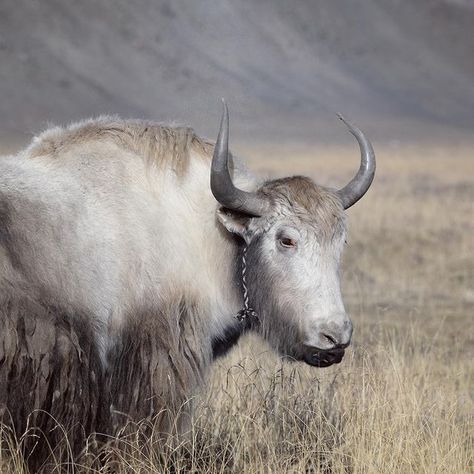 Nikki McClarron, white yak, Tibet. White Yak Tibet, Nikki Mcclarron, Instagram White, Pretty Animals, Tibet, Nepal, Animals, On Instagram, White