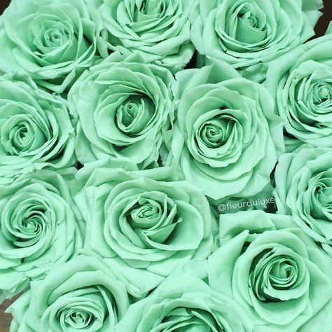 Boxed Flowers, Mint Aesthetic, Mint Green Wallpaper, Mint Green Flowers, Mint Green Aesthetic, Mint Wallpaper, Mint Flowers, Vert Turquoise, Wallpaper Green