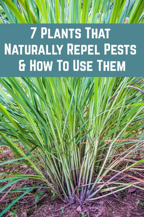 7 Plants That Naturally Repel Pests and How To Use Them Rodent Repellent Plants, Insect Repellent Plants, Rat Repellent, Plants That Repel Bugs, Planting Marigolds, Rodent Repellent, Mice Repellent, Household Pests, Outside Plants