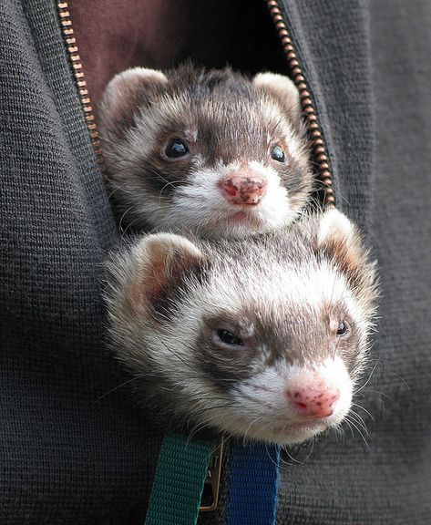 Ollie and Mac on a walk (well, ride). Adorable Ferrets, Two Ferrets, Ferrets Care, Baby Ferrets, Funny Ferrets, Ferret Cage, A Ferret, Pet Ferret, Cute Ferrets