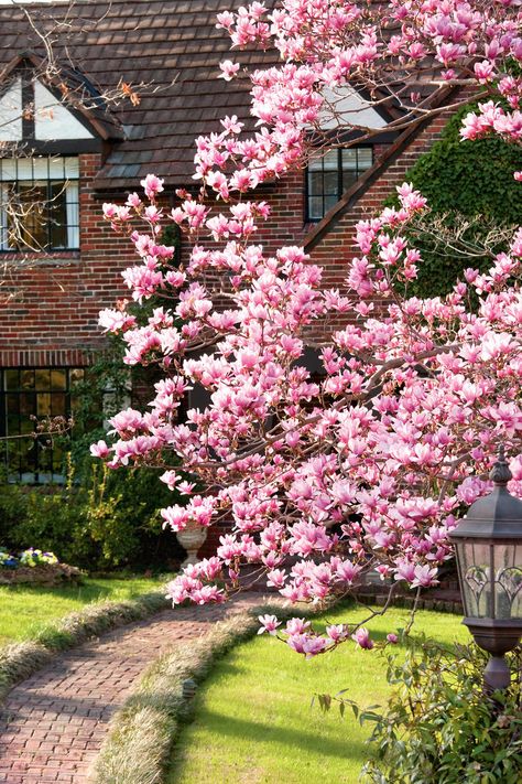 Magnolia Trees | We’ll never get tired of flowers, trees, and shrubs like hydrangeas, azaleas, and magnolias. Here, we proclaim once-and-for-all the South’s most iconic plants. Japanese Magnolia Tree, Azaleas Landscaping, Saucer Magnolia Tree, Magnolia Garden, Tulip Magnolia, French Hydrangea, Flower Trees, Japanese Magnolia, Big Leaf Hydrangea