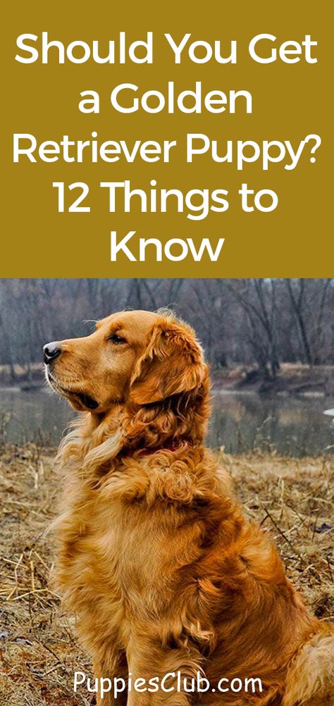 Preparing For Golden Retriever Puppy, New Golden Retriever Puppy, Training A Golden Retriever, Getting A Golden Retriever Puppy, Golden Retriever Care Tips, Golden Retriever Puppy Essentials, Mini Golden Retriever Full Grown, Golden Retriever Essentials, How To Train A Golden Retriever Puppy