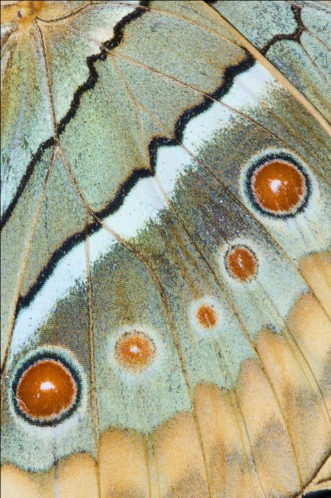 Texture Butterfly, Macro Texture, Papillon Butterfly, Photography Macro, Moth Wings, Insect Wings, Hotel Project, Insect Art, Butterfly Wing