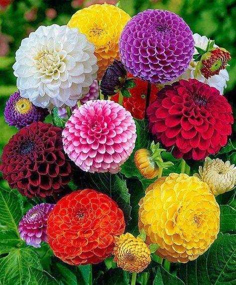 Garden Tool Holder, Flower Mix, Growing Dahlias, Daucus Carota, Dahlia Flower, Bulb Flowers, The Grass, Exotic Flowers, Planting Seeds