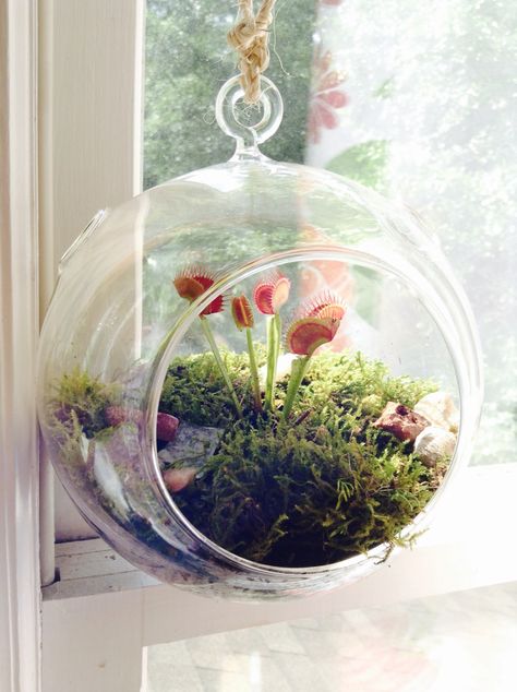 DIY Hanging Terrarium Planter: gravel, mosses, some decorative pebbles...hang it with braided twine! Ideal for venus flytraps in the window. Decorative Terrarium, Venus Fly Trap Terrarium, Carnivorous Plants Terrarium, Plant Goals, Decorative Pebbles, Beautiful Terrariums, Hanging Terrarium, Mini Terrarium, Venus Fly Trap