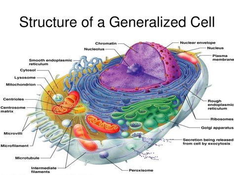 Cells are the fundamental units of life. How do we define a cell and how do they work? Understanding cells are the key to answering questions such as these Human Cell Diagram, Animal Cell Anatomy, Anatomi Dan Fisiologi, Cell Diagram, Cells Worksheet, Cell Parts, Cells Project, Cell Organelles, Studera Motivation