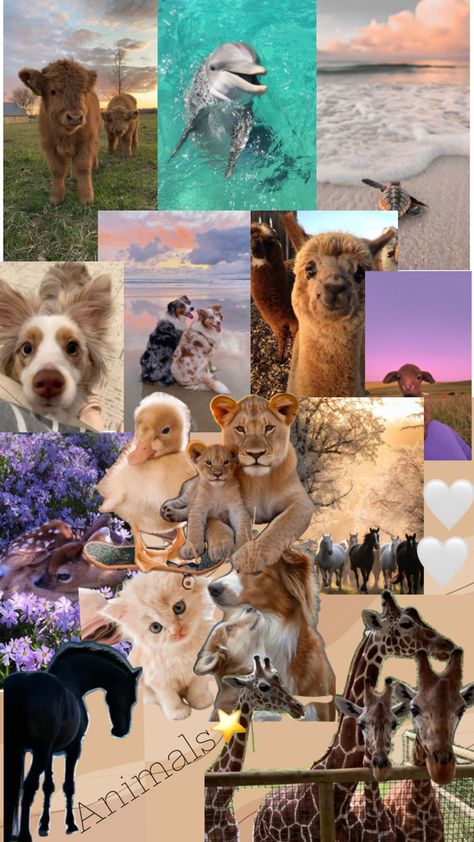 #Animals #aestheticanimals #collage Animal Collage, Cut Animals, Animal Adaptations, Aesthetic Collage, Animal Photo, Photo Collage, Animals Beautiful, Baby Animals, Cute Wallpapers