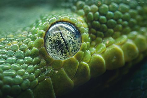 green tree python Reptile Eye, Regard Animal, Macro Photography Nature, Scary Eyes, Animal Eyes, Snake Eyes, Reptiles And Amphibians, Lizards, Green Trees