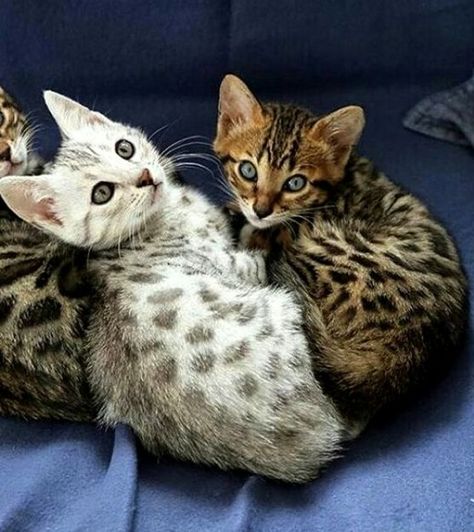 The Egyptian Mau - Cat Breed Information and Care | HubPages Bengal Kitten, Söt Katt, Image Chat, Bengal Cat, Cute Cats And Kittens, Cute Kittens, Art References, Pretty Cats, Beautiful Cats