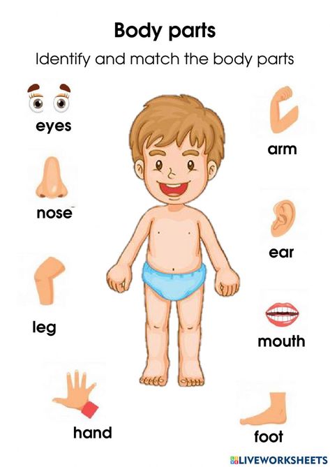 Body Parts Worksheet, Worksheet For Nursery Class, Body Parts Preschool Activities, Body Parts For Kids, Human Body Worksheets, Body Preschool, Body Parts Preschool, Kindergarten Phonics Worksheets, English Worksheets For Kindergarten