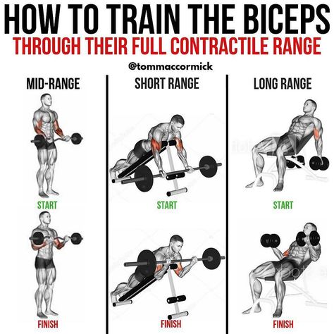 Complete Biceps Training - Love this post by @tommaccormick - To fully stimulate a muscle, you must challenge it across its entire… Big Biceps Workout, Biceps Training, Healthy Physique, Bicep Workout, Gym Antrenmanları, Big Biceps, Gym Workout Chart, Gym Tips, Muscle Building Workouts