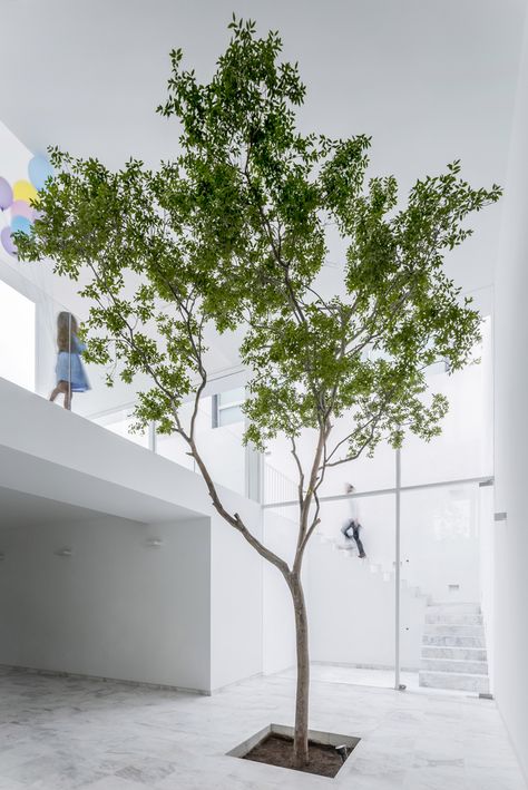 Gallery of The Cave / Abraham Cota Paredes Arquitectos - 6 Artistic Tree, Indoor Courtyard, Tropical Interior Design, Tree Interior, Houses In Mexico, Kentish Town, Indoor Tree, Interior Design Gallery, Cave House