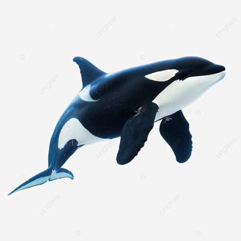 killer whale under the sea whale killer tail png School Pool, Flying Whale, Ocean Tattoo, Sea Whale, Pottery Design, Ocean Tattoos, Watercolor Whale, Orca Whales, Killer Whale