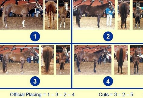 Horse judging Horse Judging, Horse Conformation, Horse Info, Animal Food, Horse Things, Ffa, Horse Photos, 4 H, Food Animals