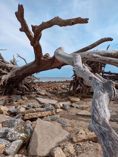 Tybee Island Photoshoot, Georgia Tattoo, Savannah Georgia Vacation, Sea Turtle Life Cycle, Georgia Islands, Travel Aesthetic Outfits, Island Activities, Travel Love Quotes, Tybee Island Georgia