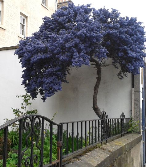 My favorite blue tree | Daylight, cloudy day | Clayart | Flickr Tree With Blue Flowers, California Trees, Beautiful Gardens Landscape, California Lilac, Personal Garden, Tree Limbs, Lilac Tree, Backyard Plants, Gothic Garden