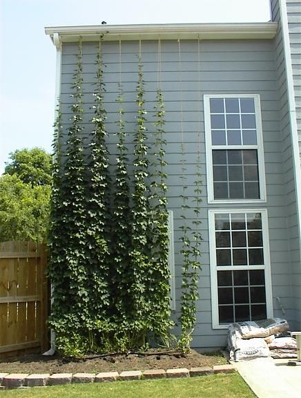 Hops on a trellis Hops Growing, Hop Growing, Hops Trellis, Growing Hops, Hops Vine, Hops Plant, Vine Trellis, Garden Venue, Garden Vines