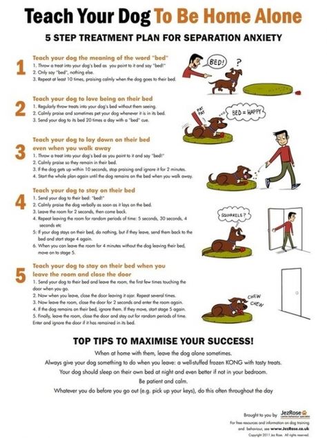 Purr-fect Pet Infographics for Pet Owners ... Cesar Millan, Dog Info, Dog Care Tips, Training Your Puppy, Pet Hacks, Puppy Care, Dog Obedience, Dog Training Obedience, Boot Camp