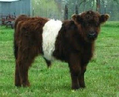 Learn all about miniature cattle breeds for your small homesteading farm. This easy-to-follow guide will help you choose the perfect breed. If you have a small farm, you want to maximize value and Miniature Cattle Breeds can help a great deal. It's important to consider choosing a cow from miniature cattle breeds Belted Galloway Cows, Scottish Cows, Cute Animal Pics, Farm Miniature, Cow Breeds, Galloway Cattle, Meat Ideas, Mini Highland Cow, Dexter Cattle