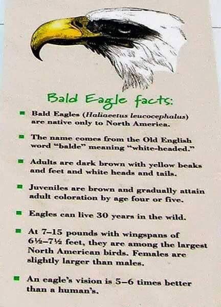 Eagle Symbolism, Bald Headed Eagle, Eagle Facts, Eagles Quotes, Bald Eagle Photography, Florida Animals, Eagle Craft, Haliaeetus Leucocephalus, Eagle Project