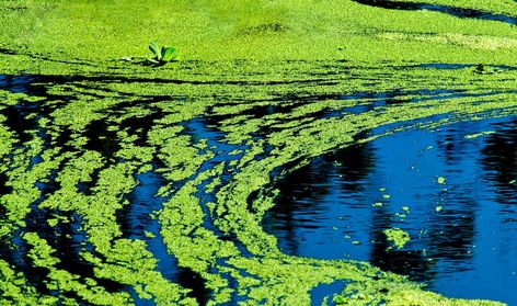 Health officials warn of blue-green algae at several KS lakes Trip Wire Alarm, Blue Algae, Blue Green Algae, Cleaning Fish, East Lake, Green Algae, Lake Water, Toxic Water, Water Bodies