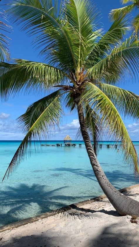 Aesthetic Coconut, Island Aesthetic, Beautiful Beach Pictures, Palm Trees Painting, Beach Stuff, Sea Photography, Maldives Travel, Pretty Beach, Island Destinations