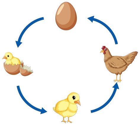 Chicken Life Cycle, Chicken Vector, Chicken Illustration, Chicken Life, Logo Psd, Technology Icon, Card Banner, Free For Commercial Use, Life Cycle