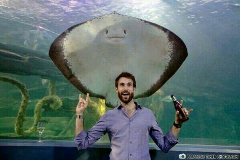 Stingray PhotoBomb :-) This Is So Cute! Cat Tanks, Funny Animal Photos, Perfectly Timed Photos, Animal Activities, Animal Crackers, All About Animals, Cool Pets, Animal Planet, Funny Animal Pictures