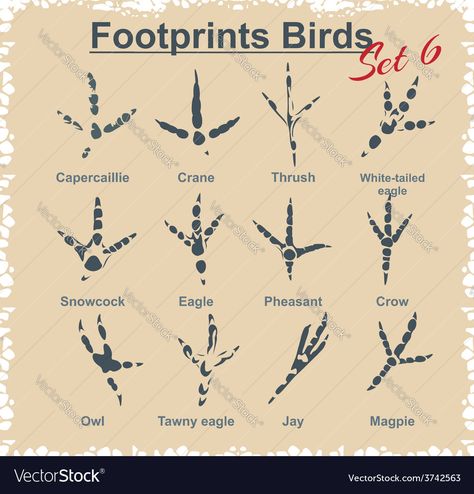 Bird Leg Drawing Reference, Crow Feet Drawing, Bird Feet Tattoo, Bird Feet Drawing Reference, Bird Footprint Art, Birds Foot Trefoil, Preschool Birds, Bird Footprint, Nightingale Bird