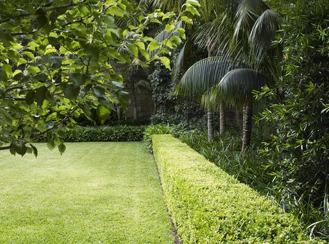 Buxus Hedge, Hedges Landscaping, Boxwood Landscaping, Lawn Borders, Boxwood Garden, Front Garden Landscape, Exquisite Gardens, Love Garden, Garden Landscape Design